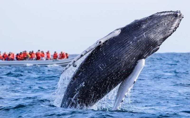 Ballena pacífica y fascinante